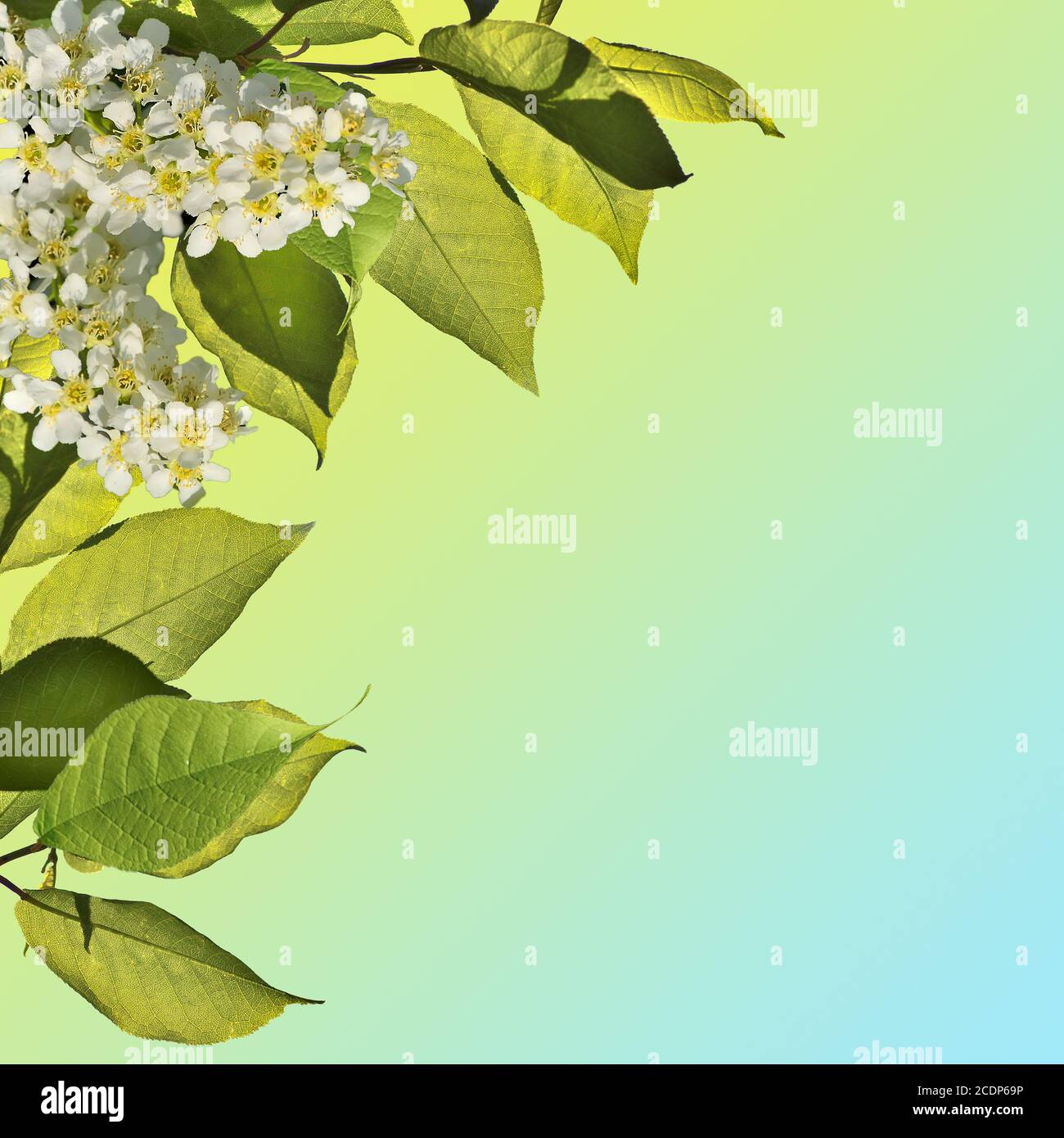 Spring blossoming background - abstract floral border of green leaves and white flowers. Stock Photo