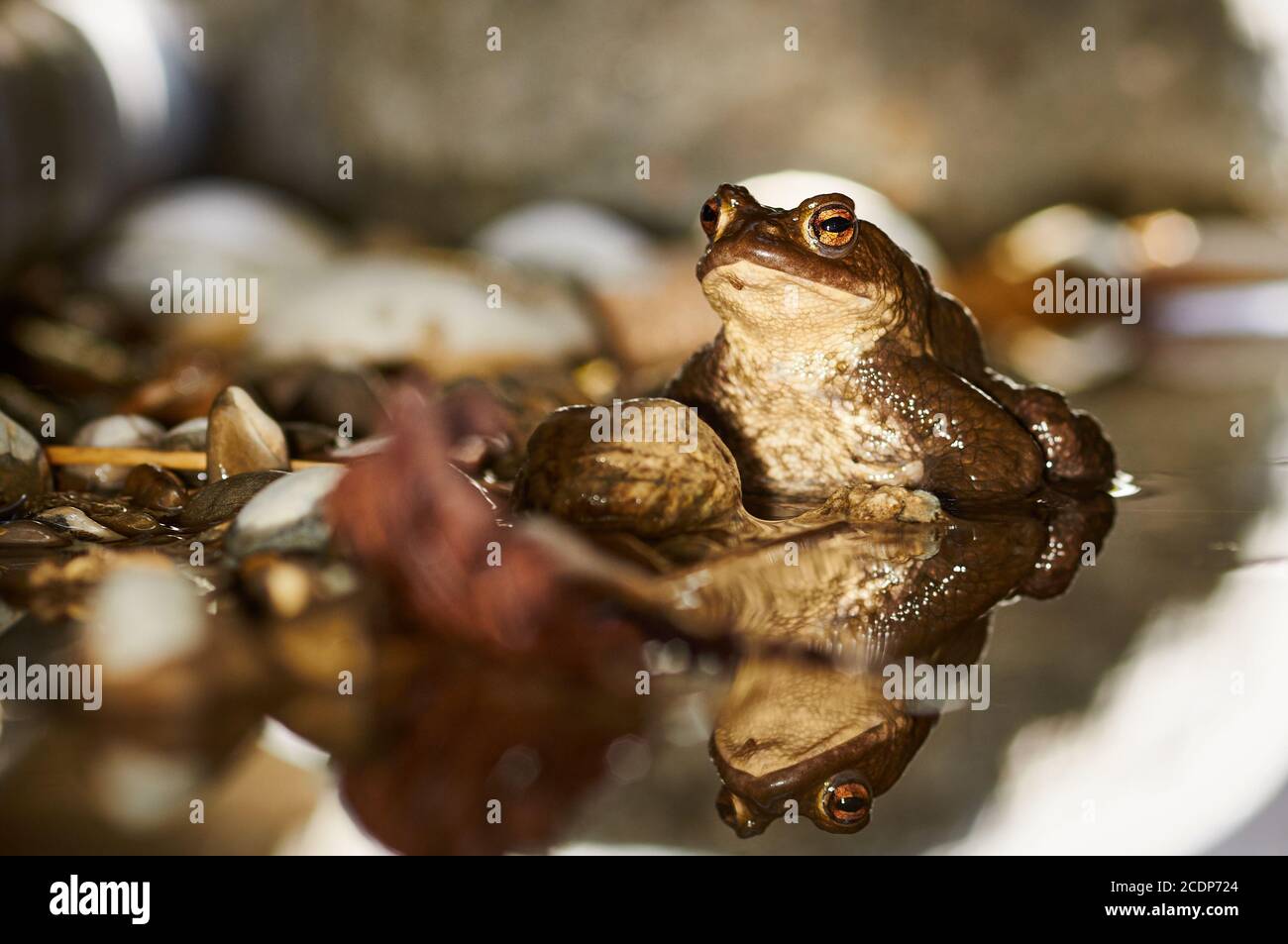 Common toad (Bufo bufo) Stock Photo