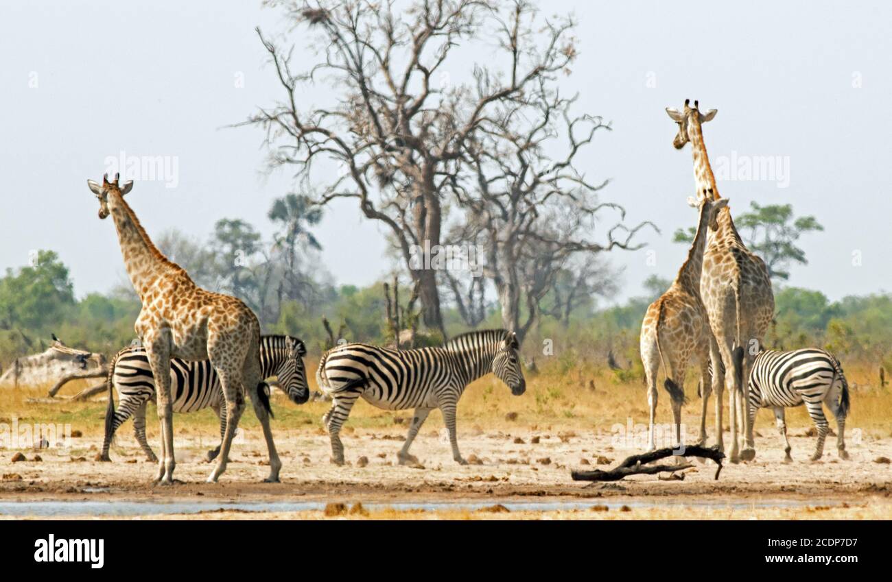 A Tower of Giraffes and a Dazzle of Zebras at a vibrant waterhole in Hwange National Park Stock Photo