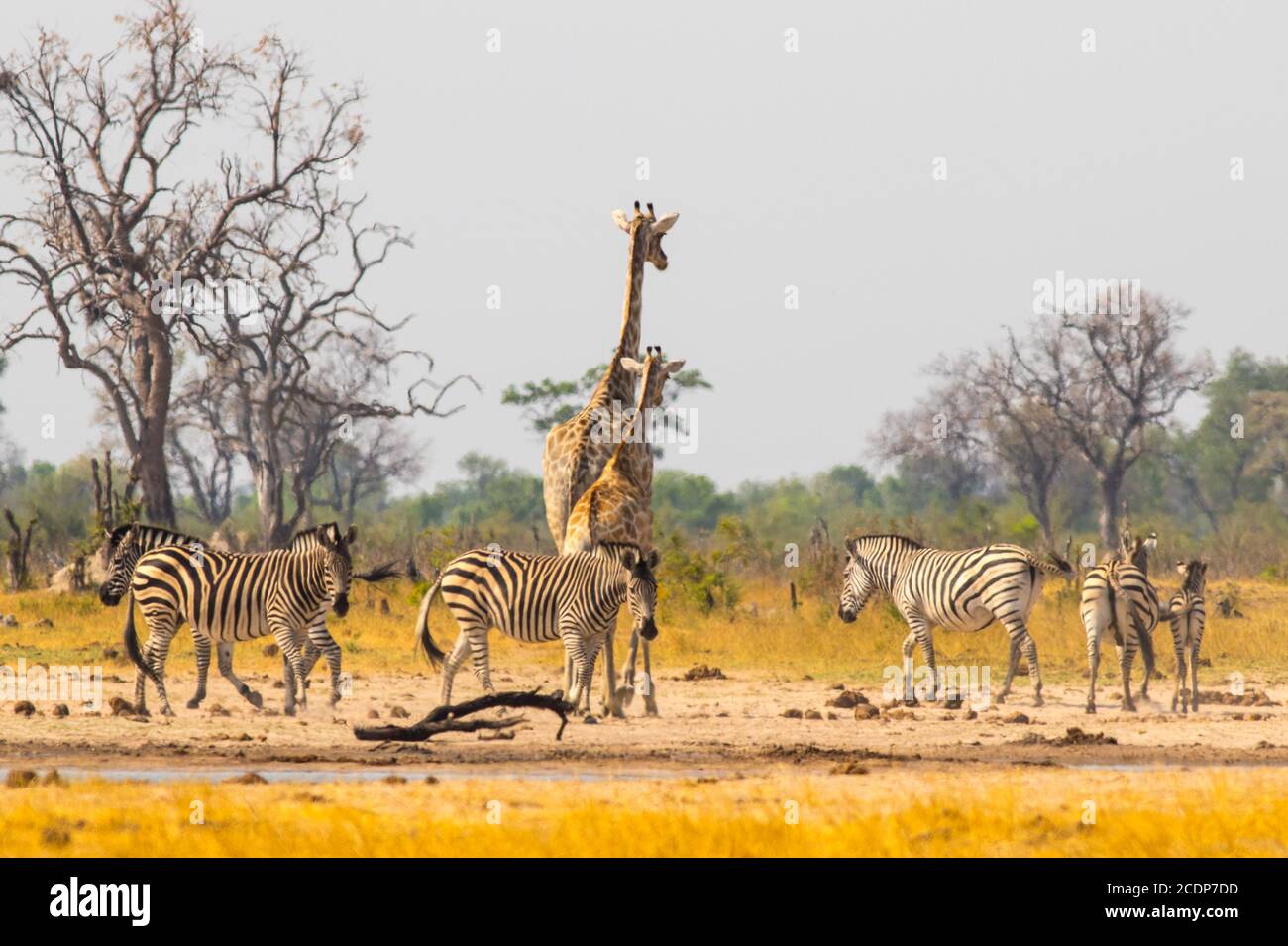 A Dazzle of zzebra and a lone giraffe at a waterhole in Hwange national park zimbabwe -  heat haze and dust is visible Stock Photo