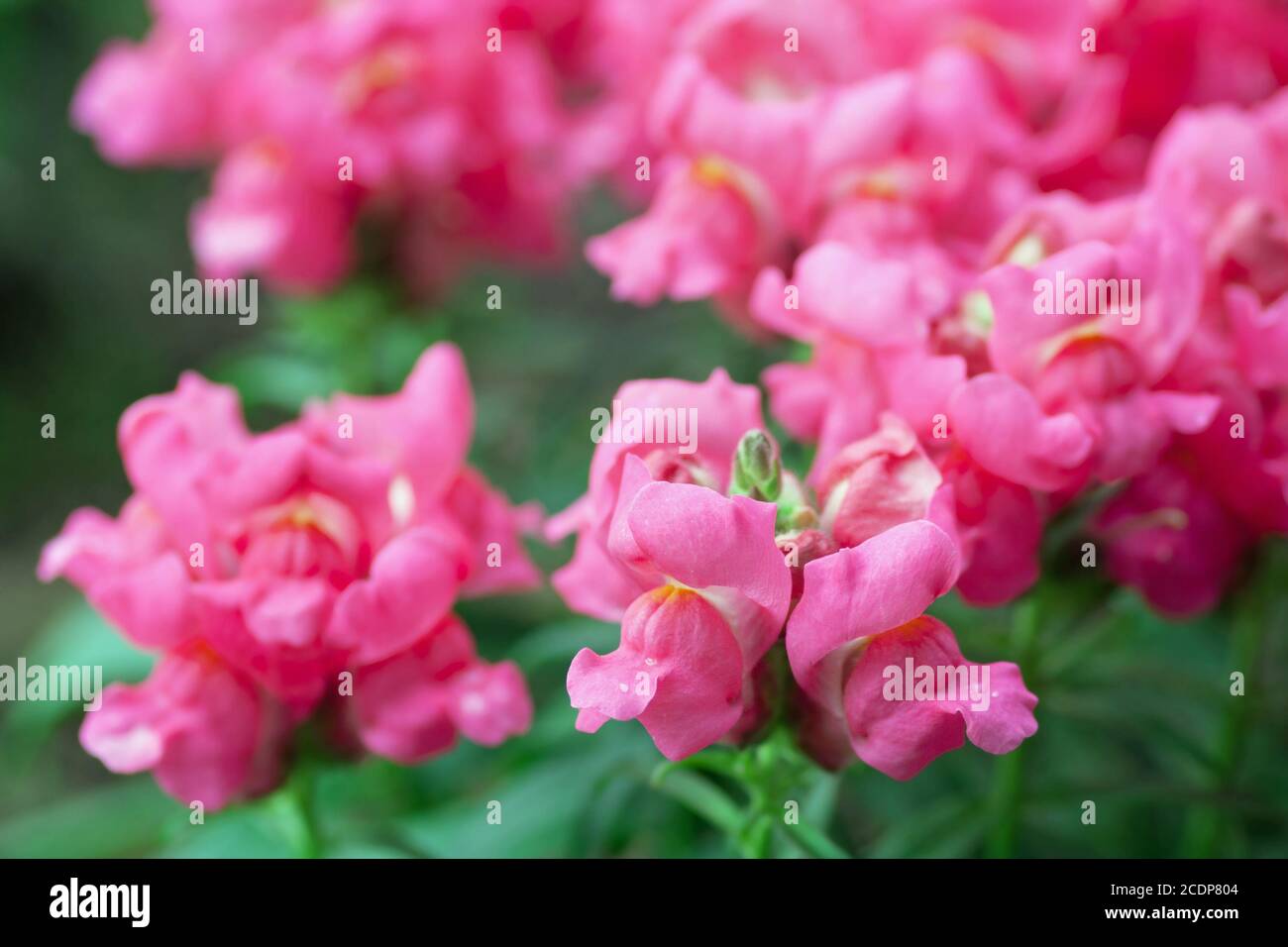 antirrhinum majus Stock Photo