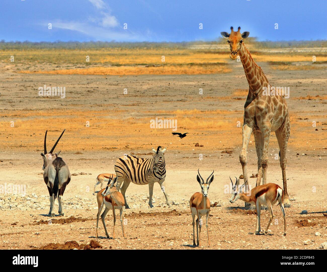 Giraffe, Gemsbok Oryx, Zebra and Impala standing on the dry arid plains in Etosha National Park, Namibia Stock Photo
