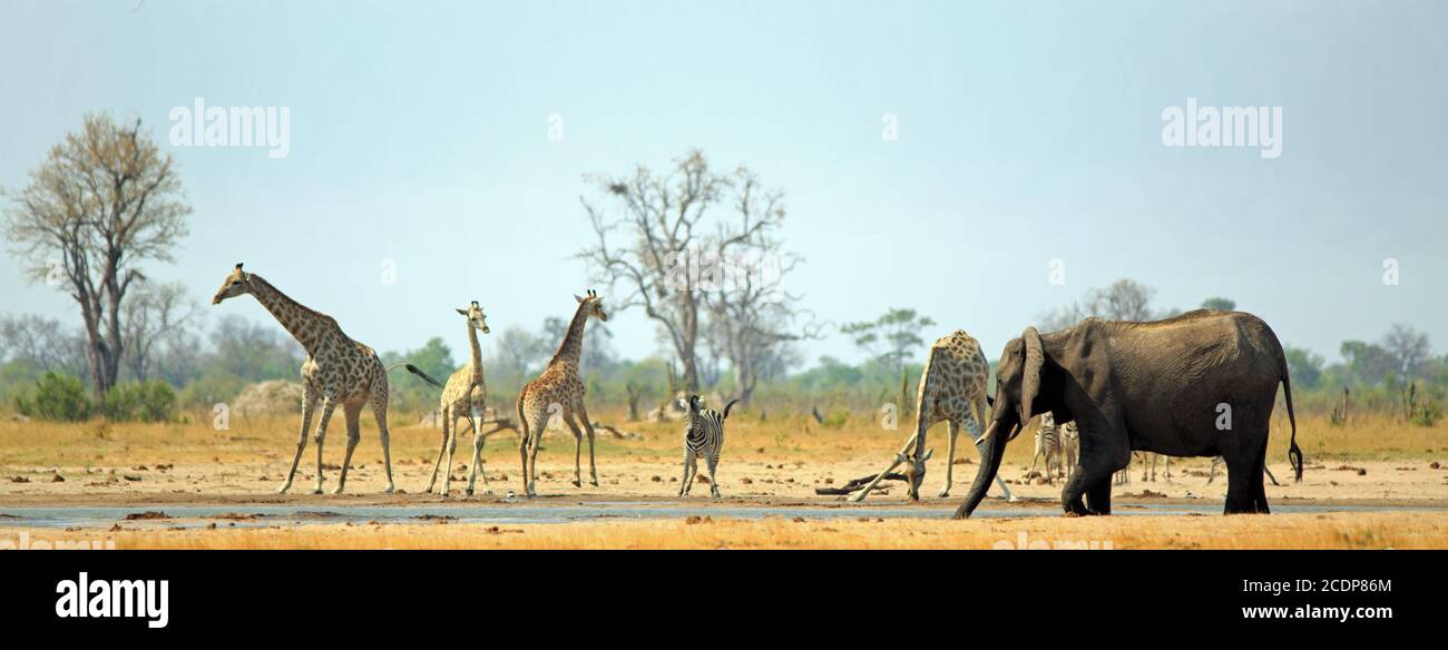 Makololo waterhole with Giraffes, Zebra and Elphant all coming to take a drink in the scorching African heat.  Hwange National Park, Zimbabwe -  Heat Stock Photo