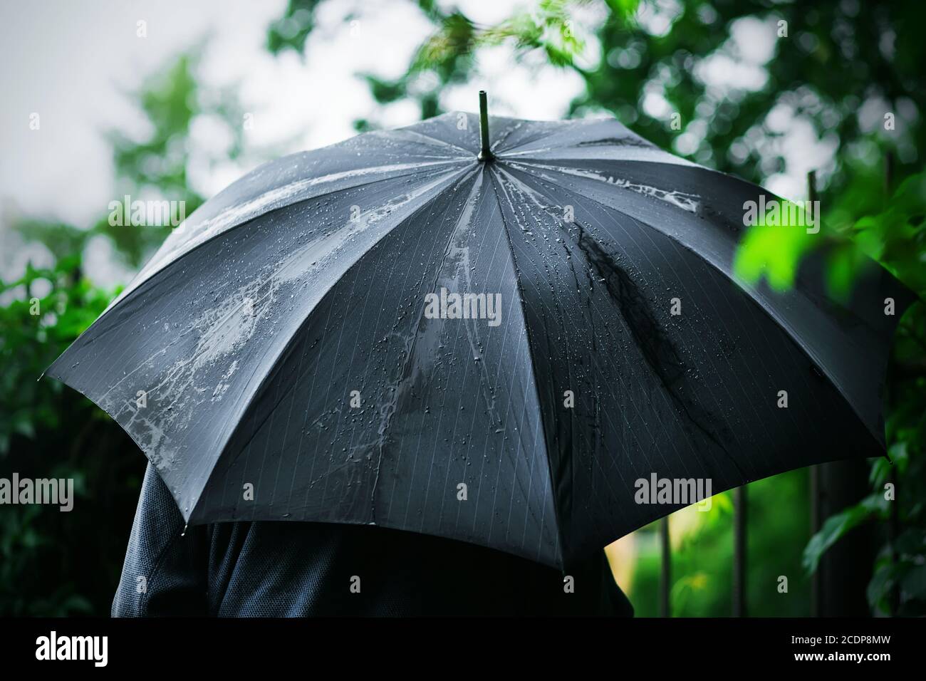 A man in a jacket with a black wet umbrella after the rain stands among the  green foliage of trees in the summer. Weather Stock Photo - Alamy