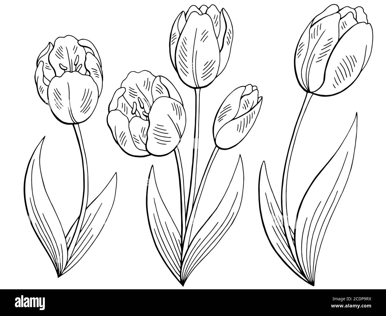 Tulip Flower Clip Art Black And White