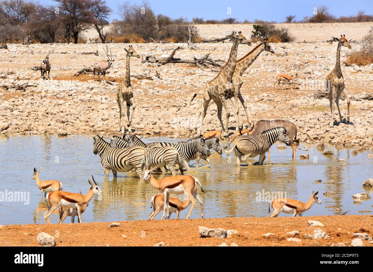 Okakeujo waterhole in Etosha National Park.  Animals love to congregate around this waterhole to take a drink including zebra, giraffe and Impala. Stock Photo