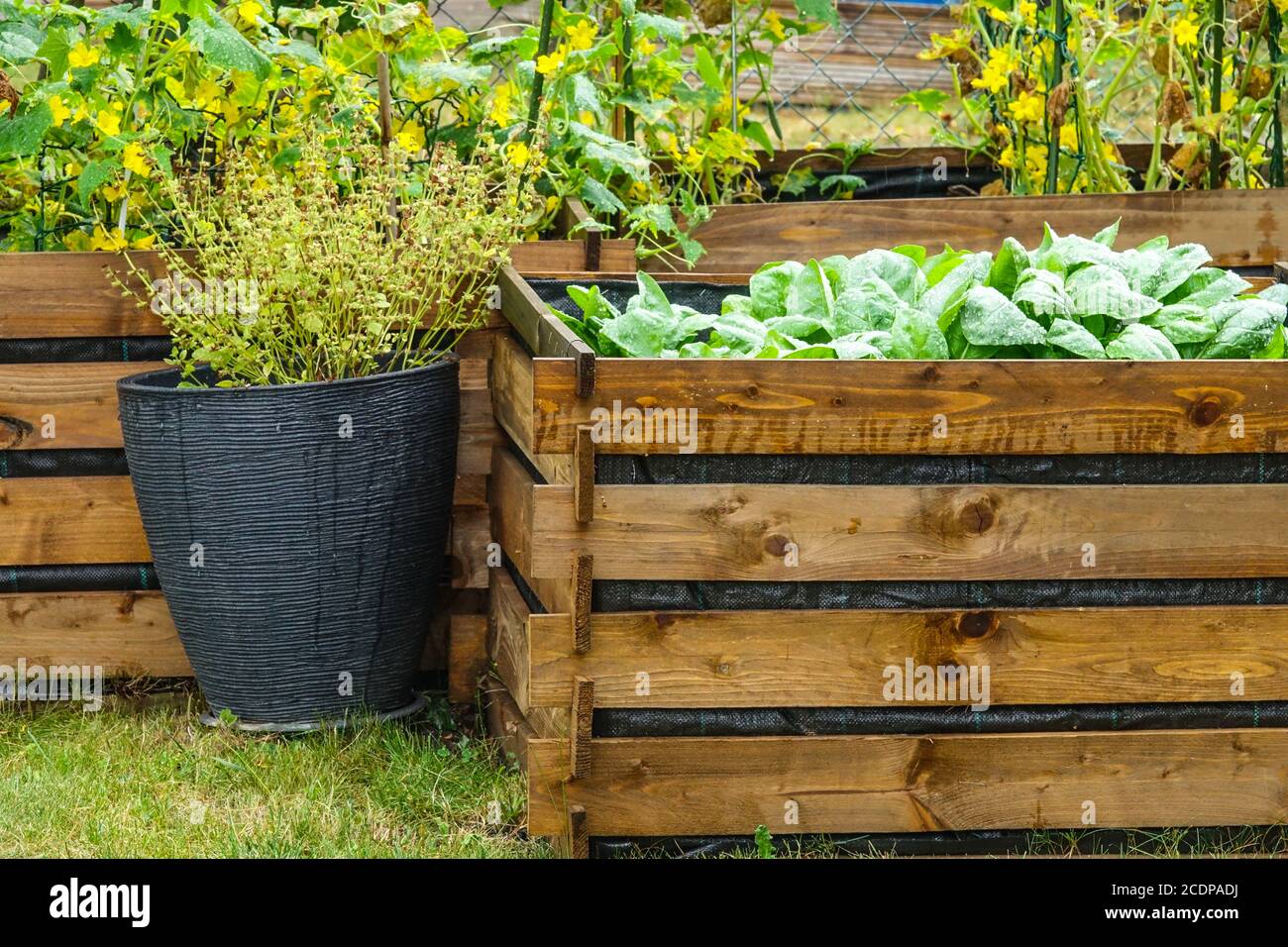 Raised bed vegetable garden, vegetables raised bed garden Stock Photo