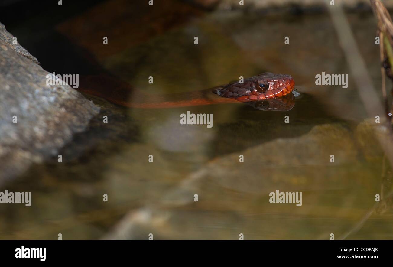 Red-bellied watersnake coming out of rocks and into the water Stock Photo