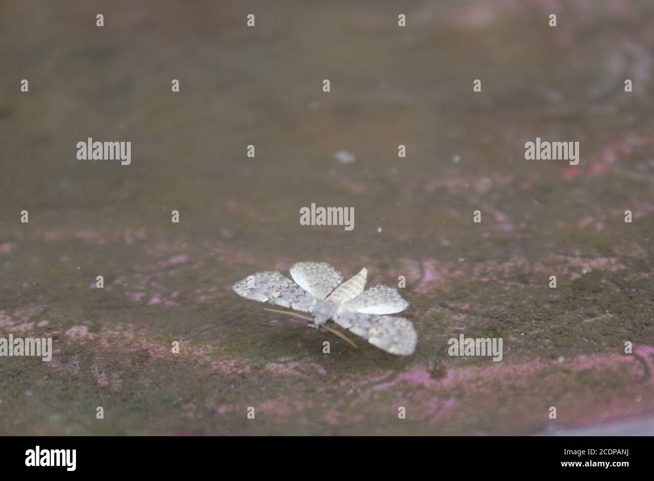 The common white moth, salicis, swimming around a bird bath