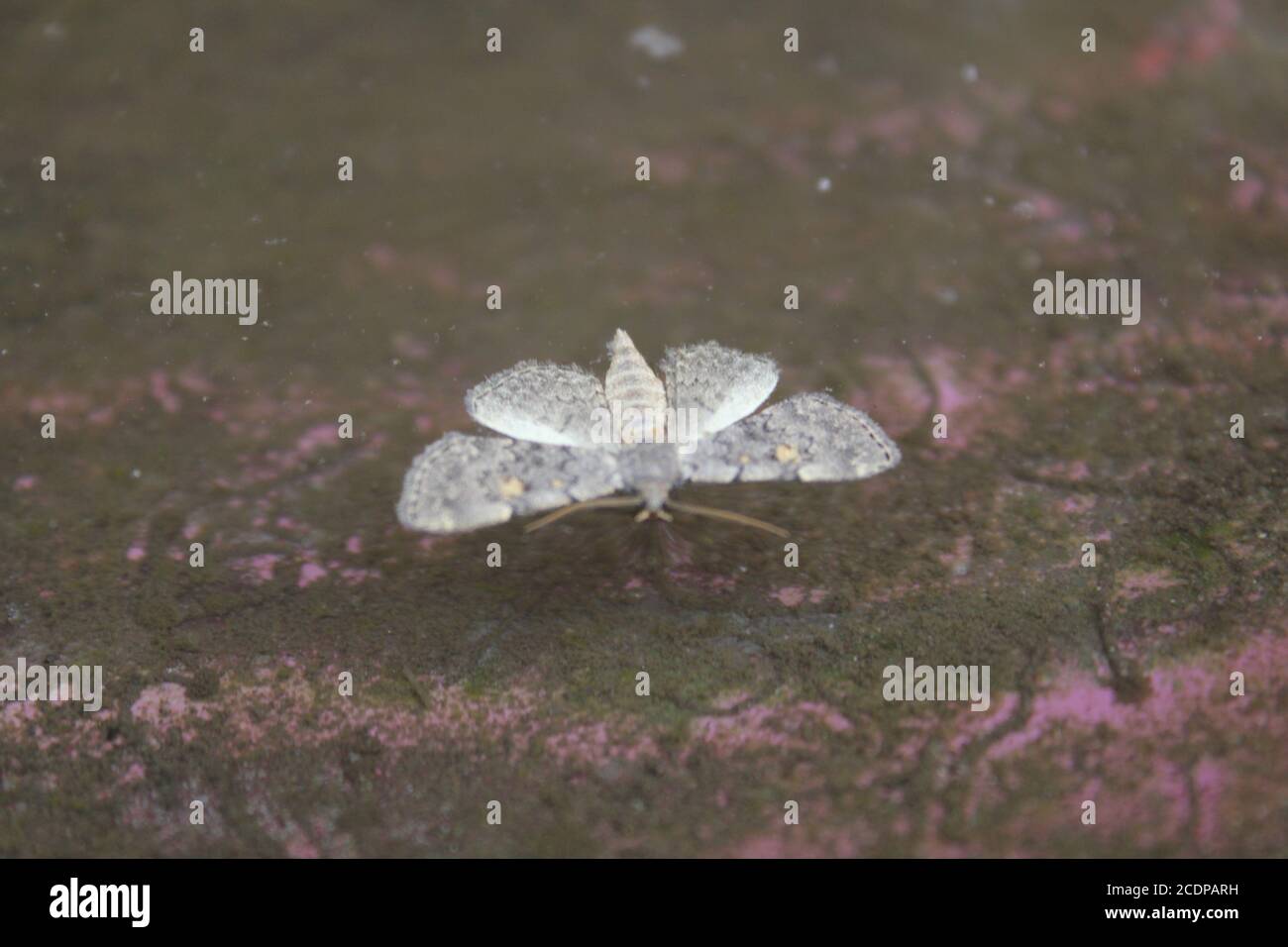 The common white moth, salicis, swimming around a bird bath