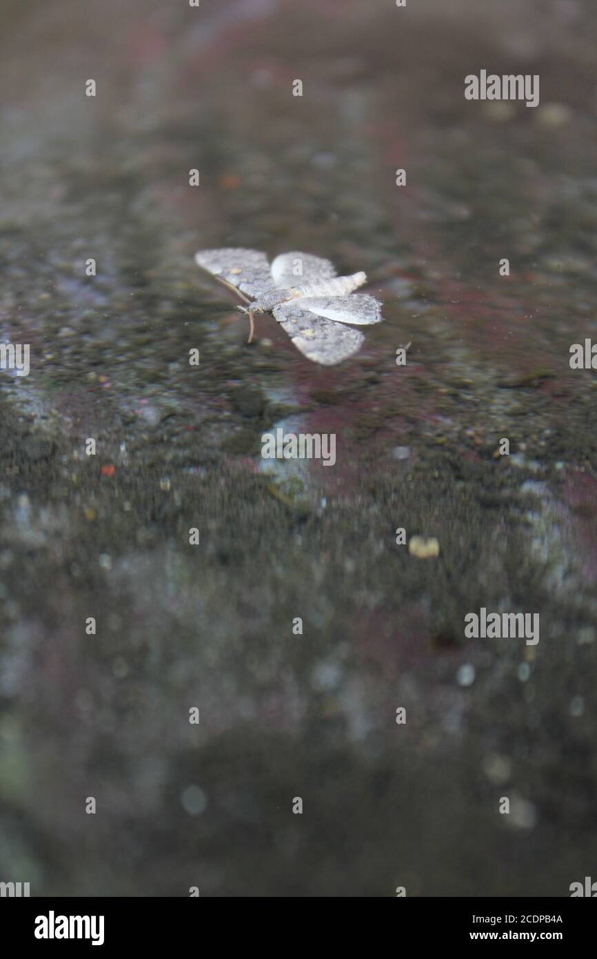 The common white moth, salicis, swimming around a bird bath