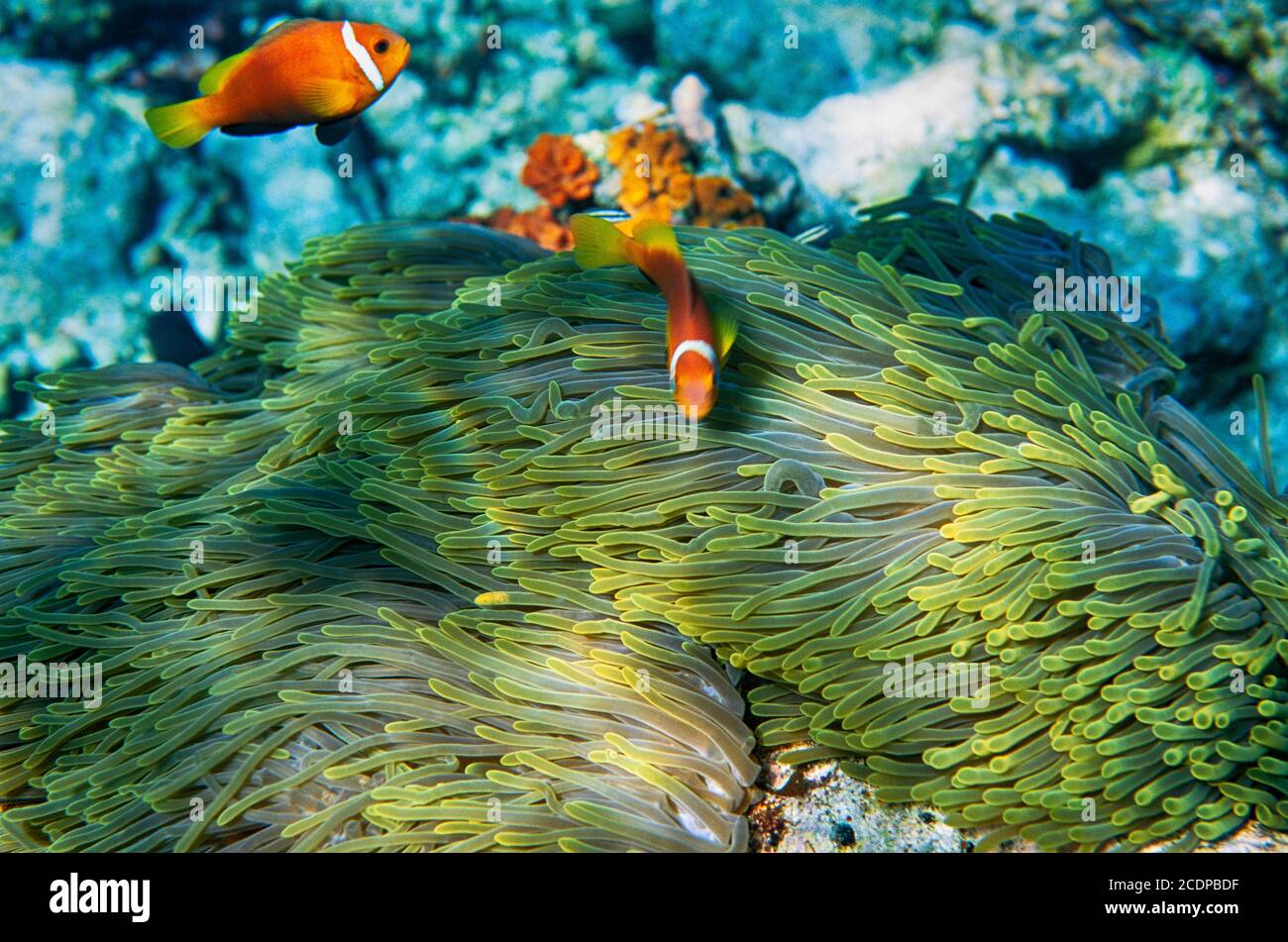 Amphiprion nigripes, Maldivian Clownfish and host anemone, Maldives. Archive image 2003. High resolution scan from transparency, August 2020. Credit: Malcolm Park/Alamy. Stock Photo