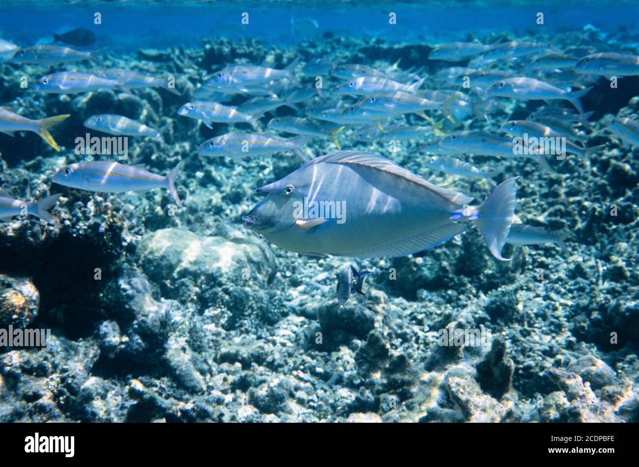 Maldives. Archive image 2003. High resolution scan from transparency, August 2020. Credit: Malcolm Park/Alamy. Stock Photo