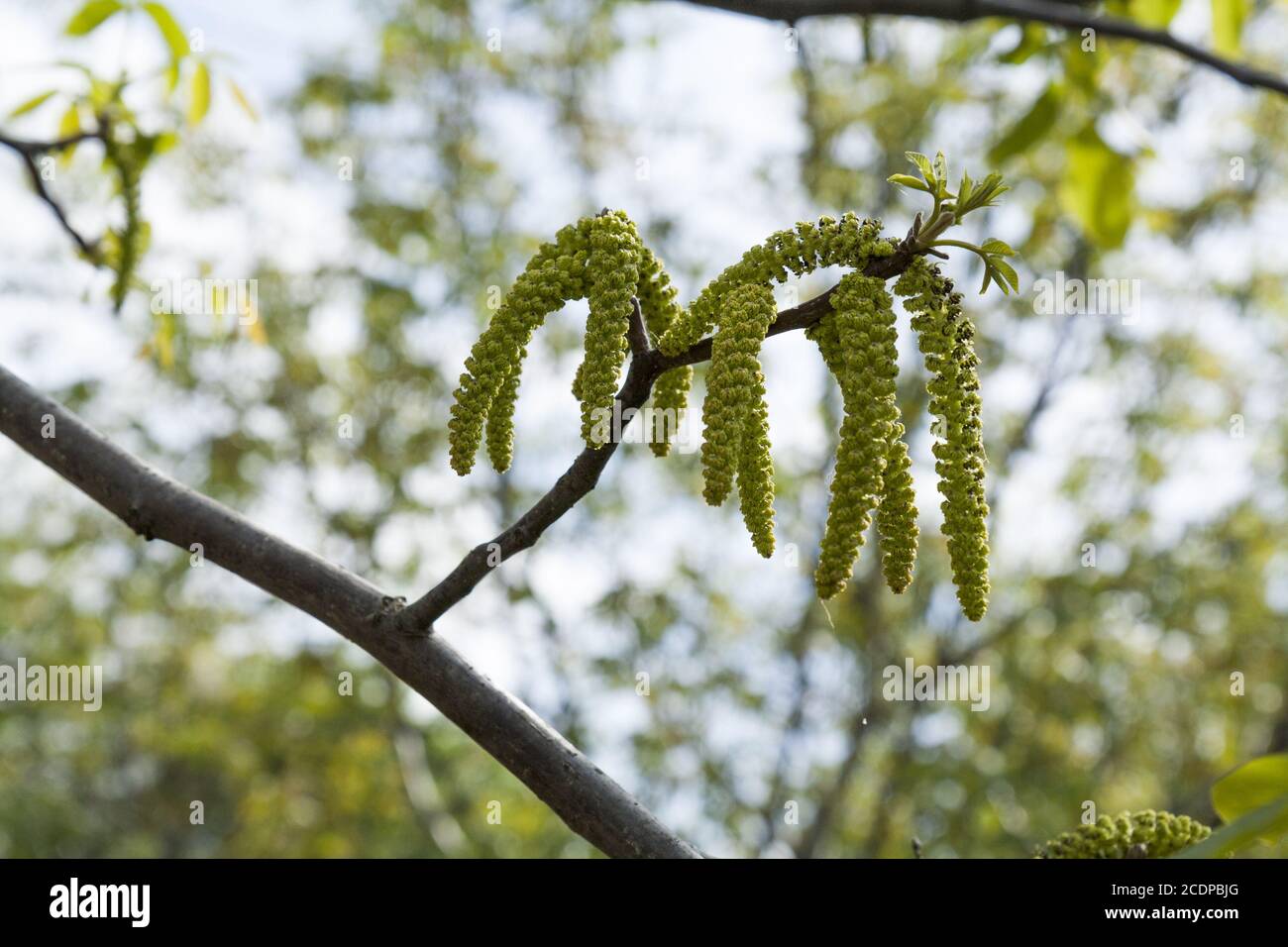 Spring blossoms tree walnuts with young green leaves on blue sky backgrounds, Stock Photo