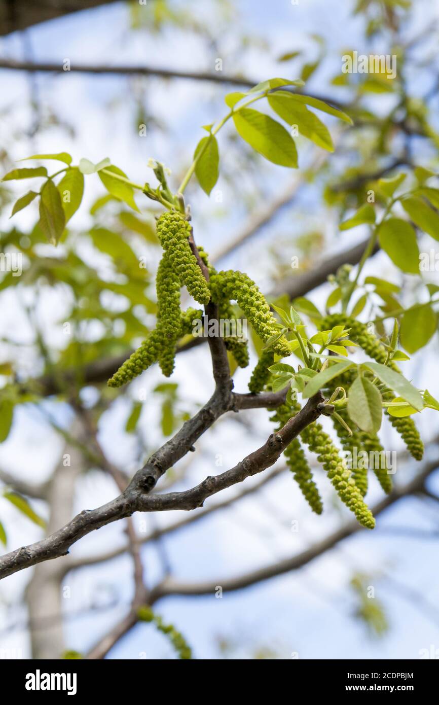 Spring blossoms tree walnuts with young green leaves on blue sky backgrounds Stock Photo