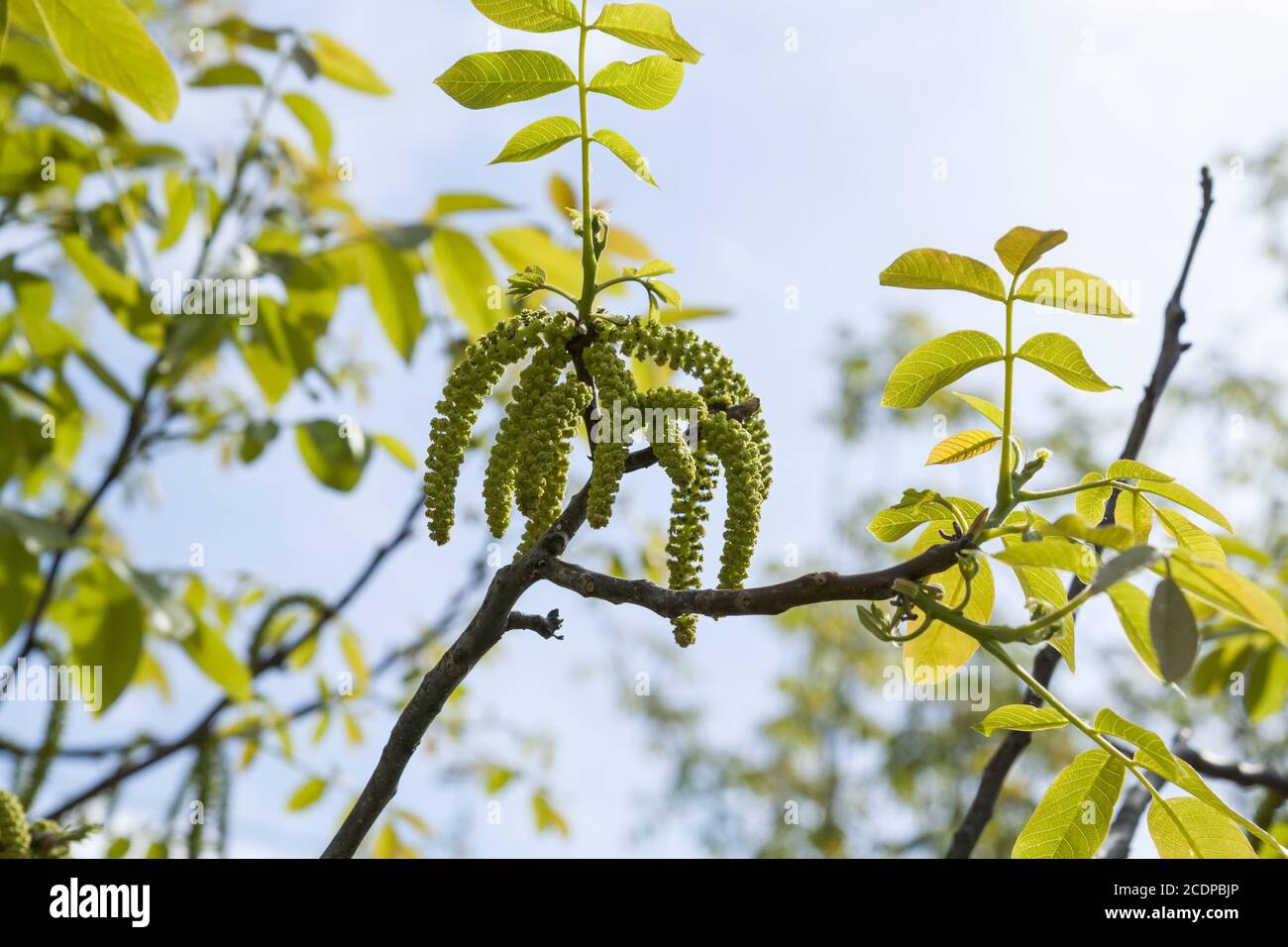 Spring blossoms tree walnuts with young green leaves on blue sky backgrounds Stock Photo