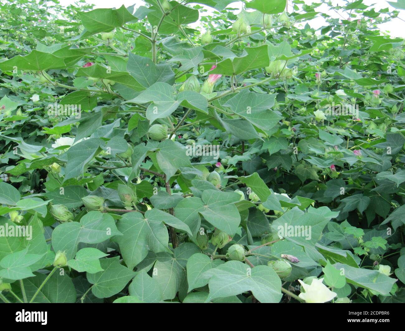 Green cotton field in India with flowers, Close-up of a ready for  harvesting in a cotton field. Buds. Delicate white cotton flower fully  blossom. Goss Stock Photo - Alamy