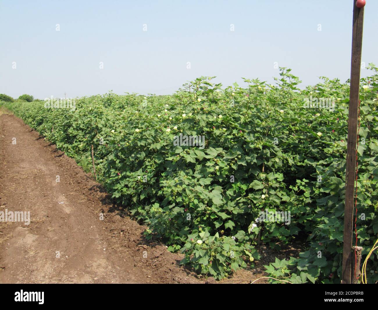 Green cotton field in India with flowers, Closeup of a ready for