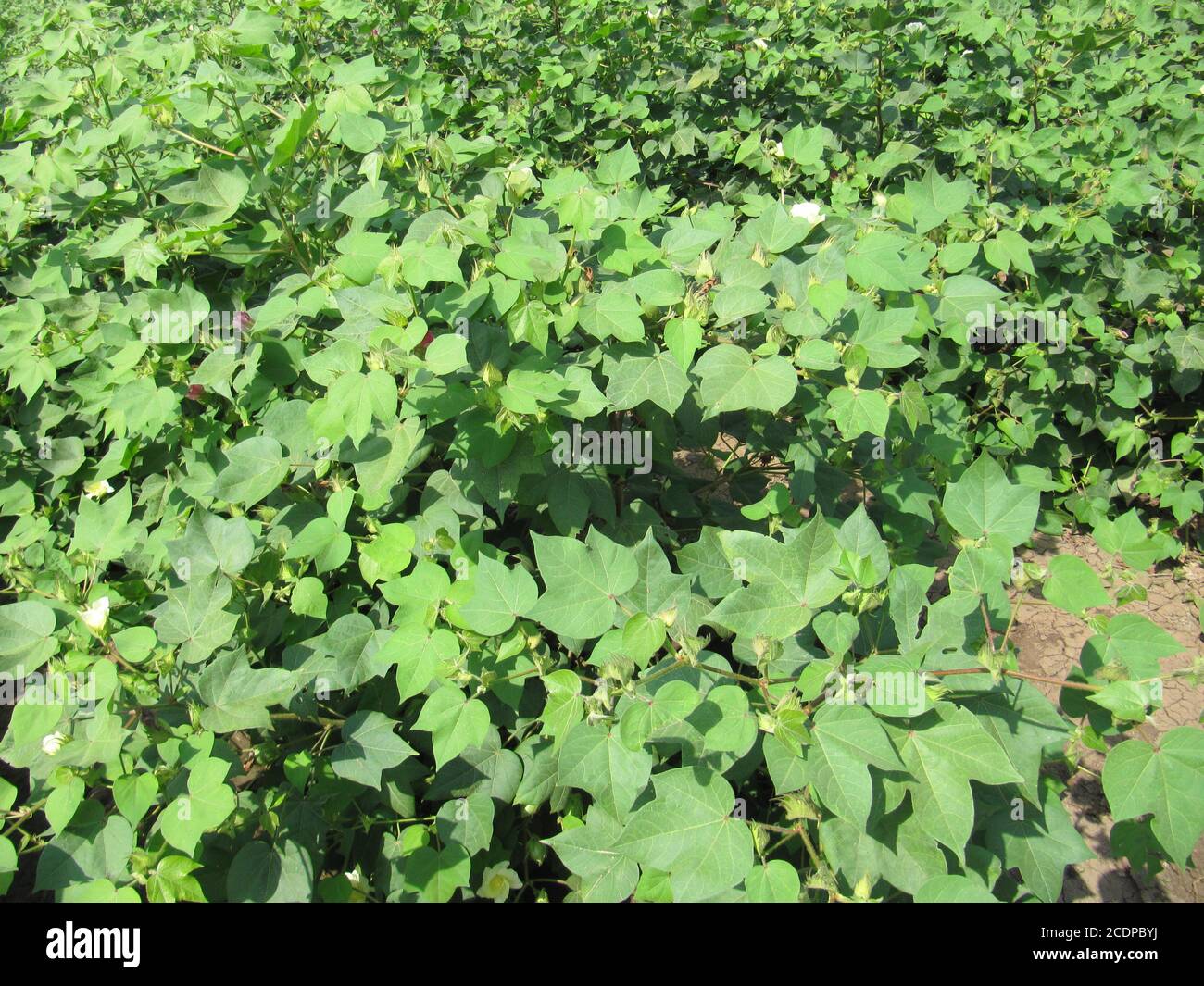 Green cotton field in India with flowers, Close-up of a ready for harvesting in a cotton field. Buds. Delicate white cotton flower fully blossom. Goss Stock Photo