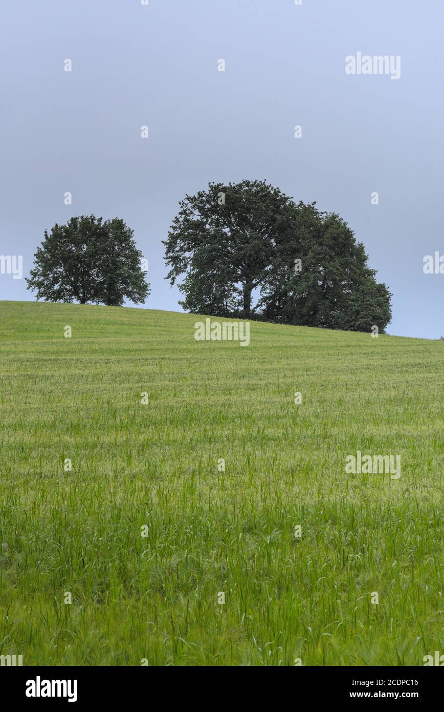 Getreidfefeld mit Bäumen im Hintergrund 1 Stock Photo