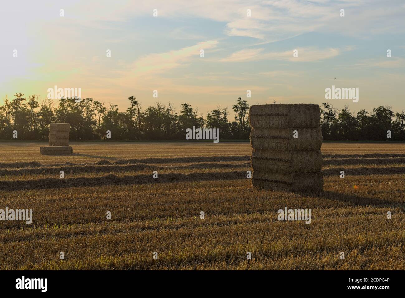 geerntetes Feld im Abendlicht 1 Stock Photo