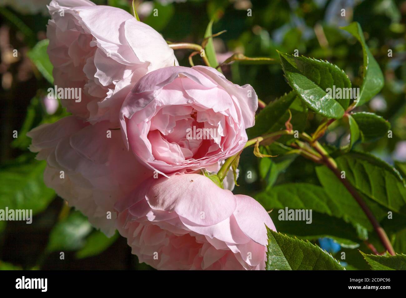 Flowers Of The English Climbing Rose The Generous Gardener Rosa flowers-of-the-english-climbing-rose-the-generous-gardener-rosa
