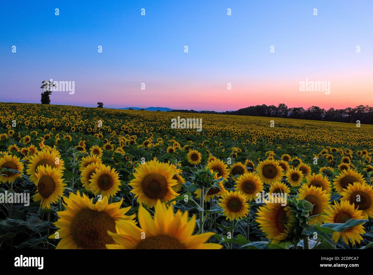 Sonnenblumenfeld bei abendlichen Gegenlicht 3 Stock Photo