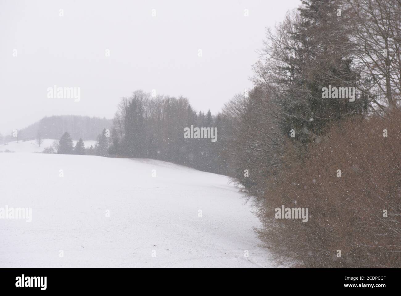 Schneetreiben auf einer Wiese mit blattlosen Bäumen Stock Photo
