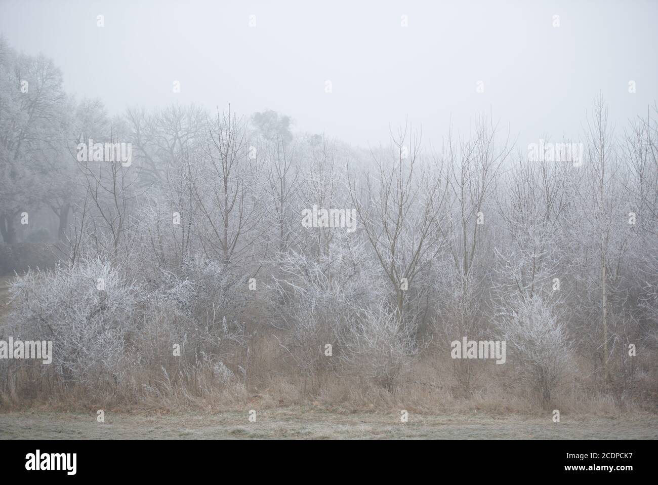 frostige Sträucher Stock Photo