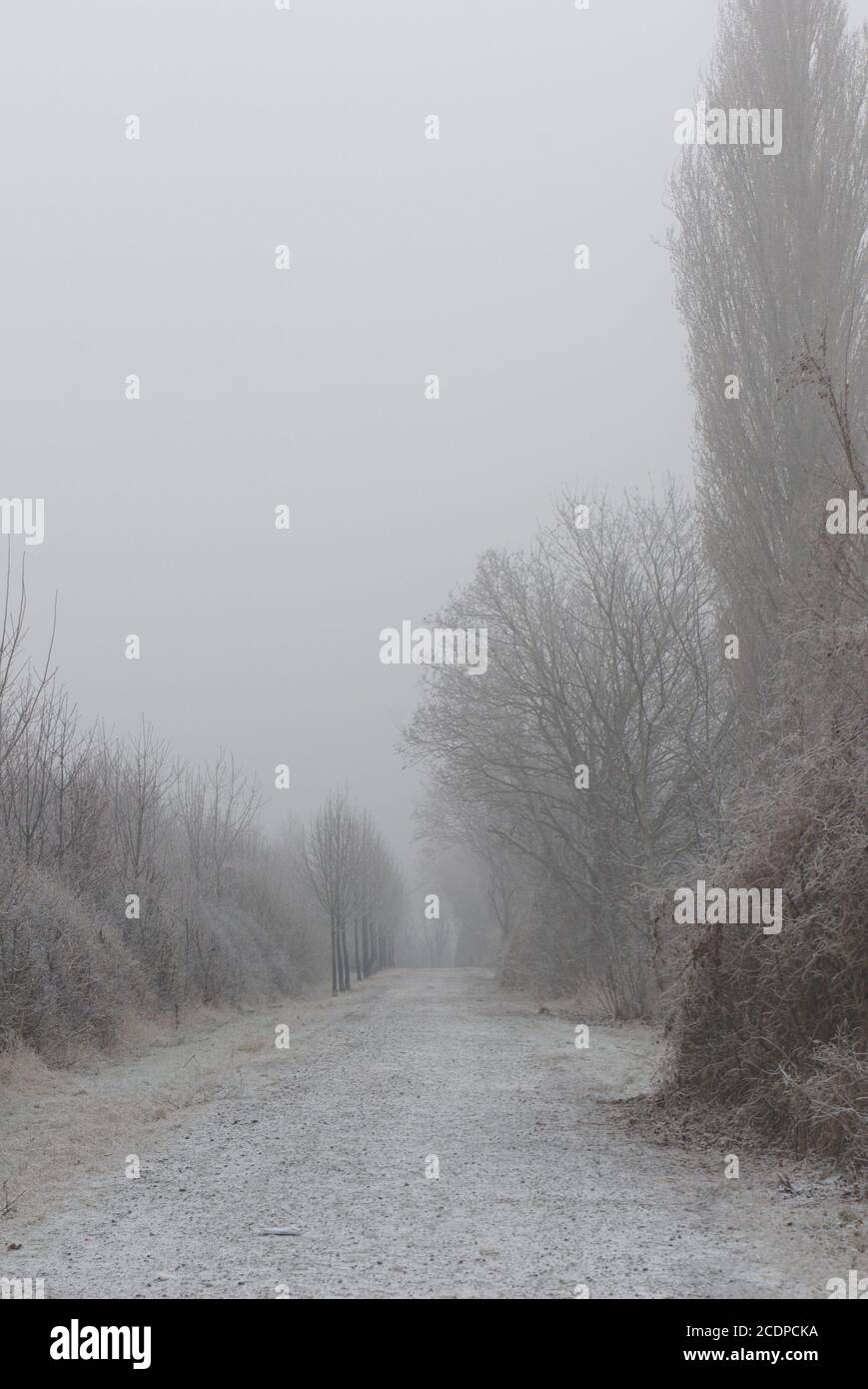 Weg im winterlicher Nebel Stock Photo