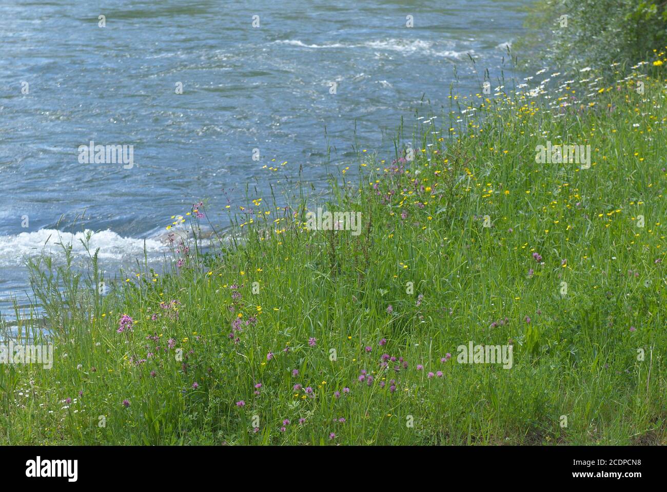 Blumenwiese am Ufer eines Flusses Stock Photo