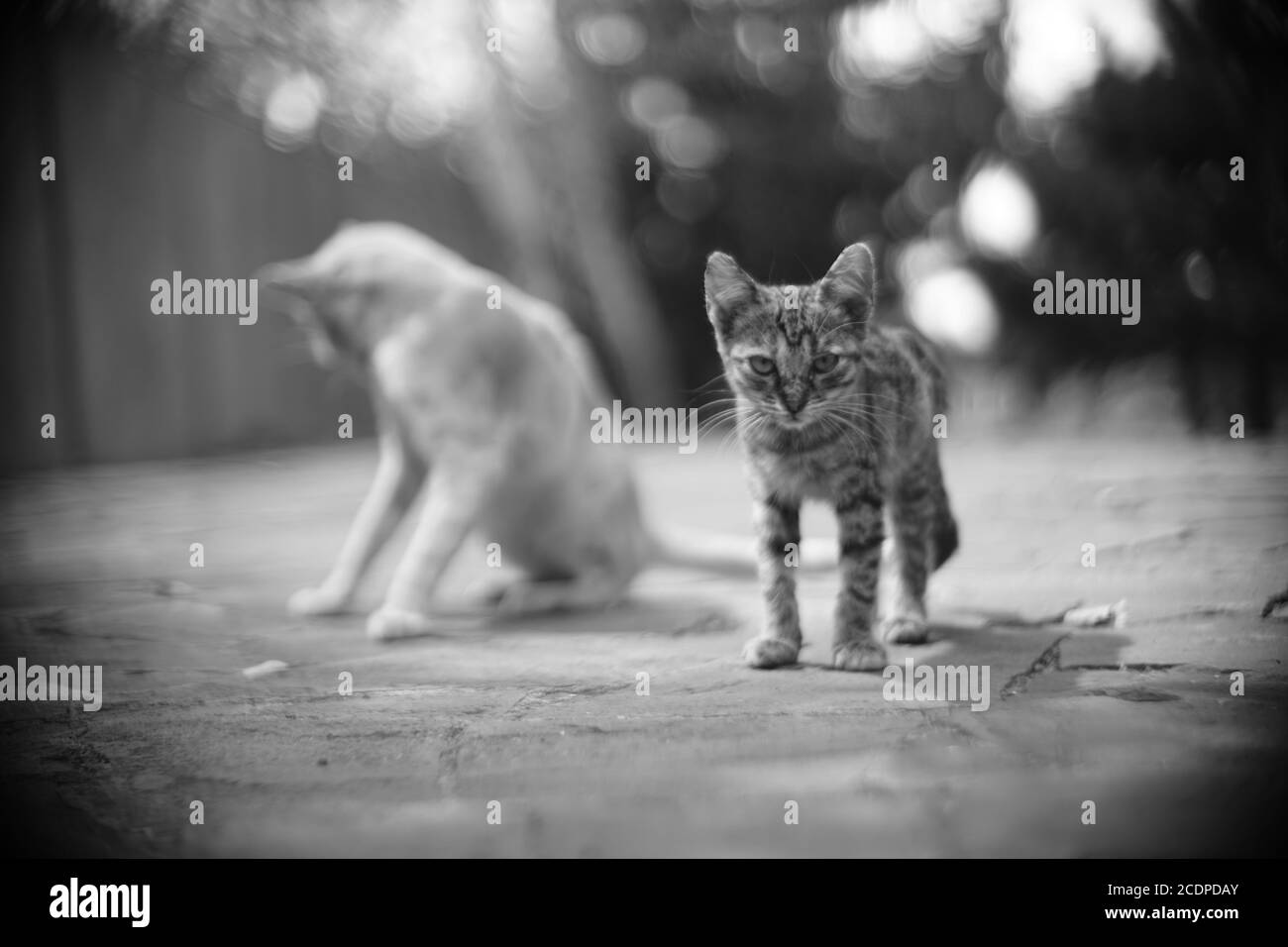 Cute tabby kitten and cat walking in summer garden. BW photo Stock ...
