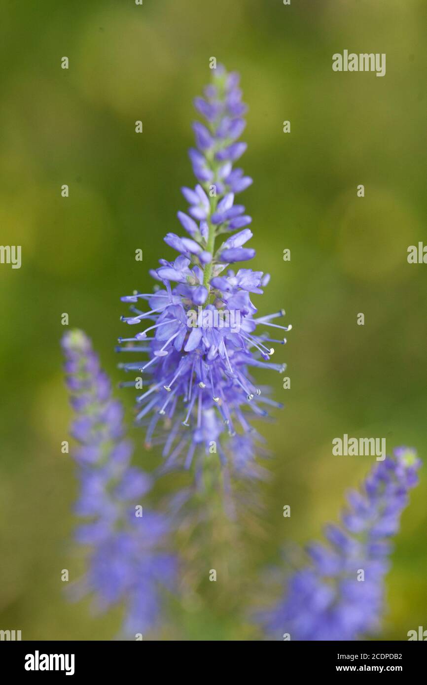 VERONICA SPICATA  Spiked speedwell Stock Photo