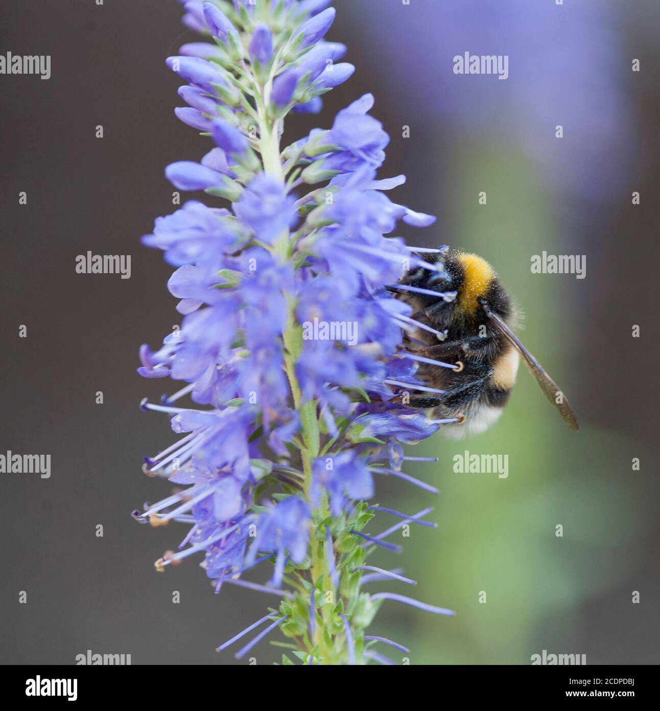 VERONICA SPICATA  Spiked speedwell with a Bumblebee searching for nectar Stock Photo