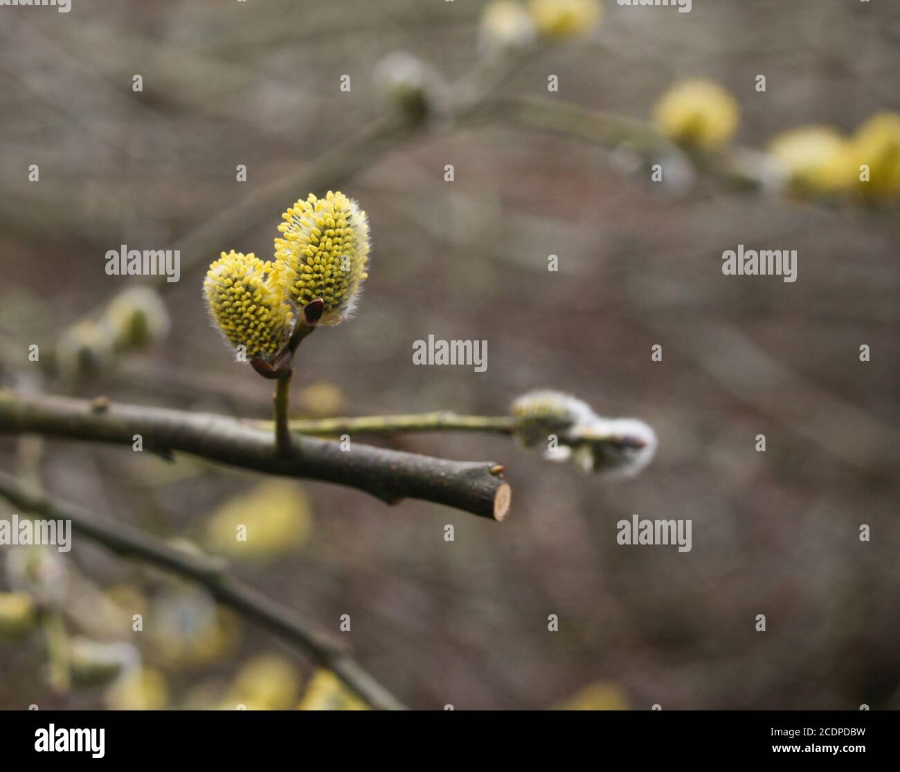 SALIX CAPREA common species of willow Stock Photo