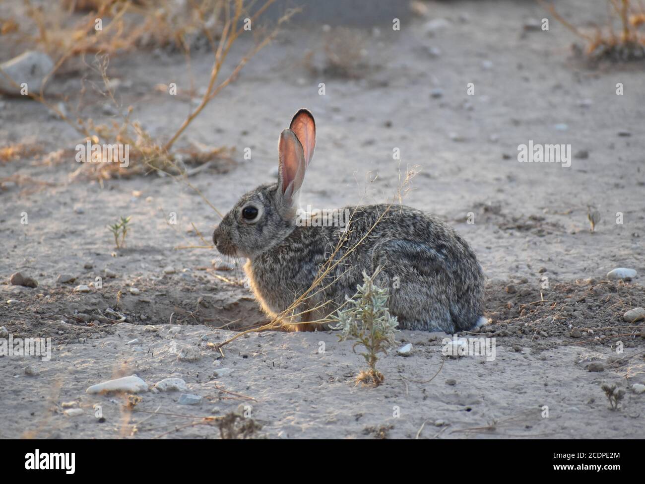Crouched Rabbit Animal hiding in the desert hi-res stock photography and images - Alamy