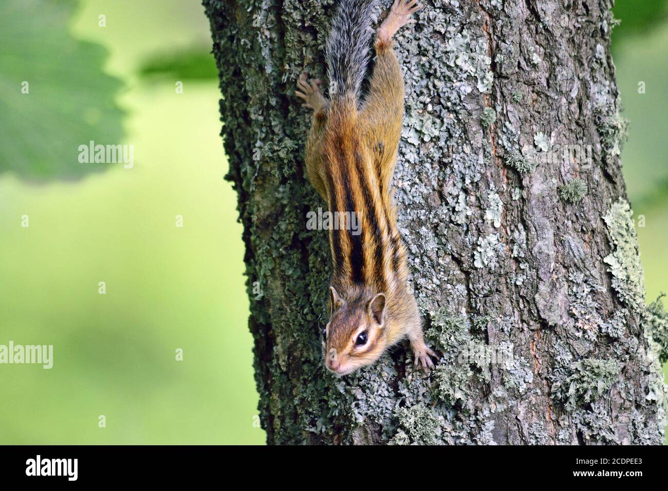 small chipmunk on trunk Stock Photo