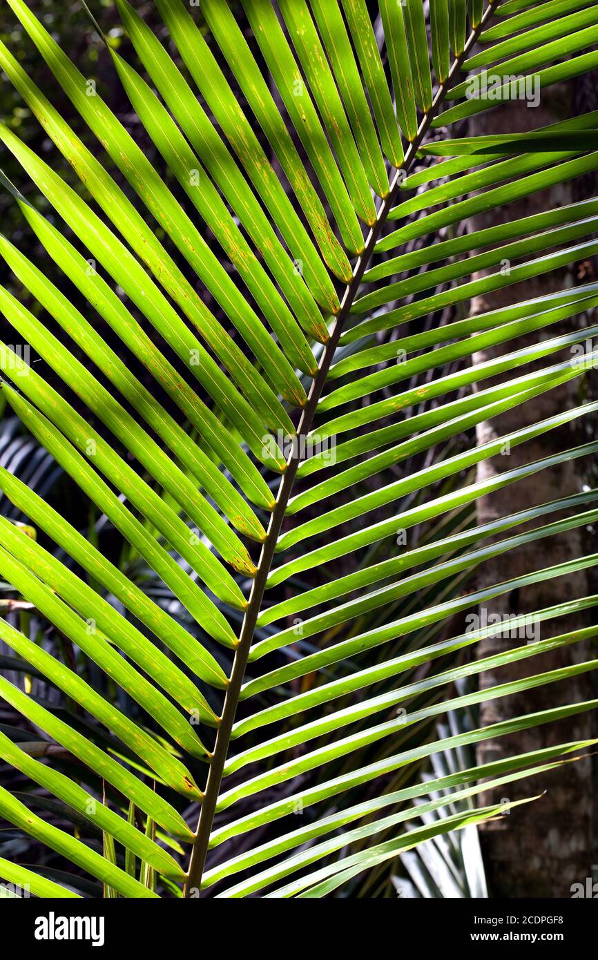 Close-up view of ferns in the rainforest in Costa Rica Stock Photo