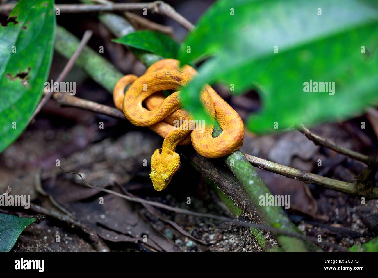 Yellow Eyelash Palm Pit Viper / Bothriechis schlegelii / Costa Rica / Cahuita Stock Photo