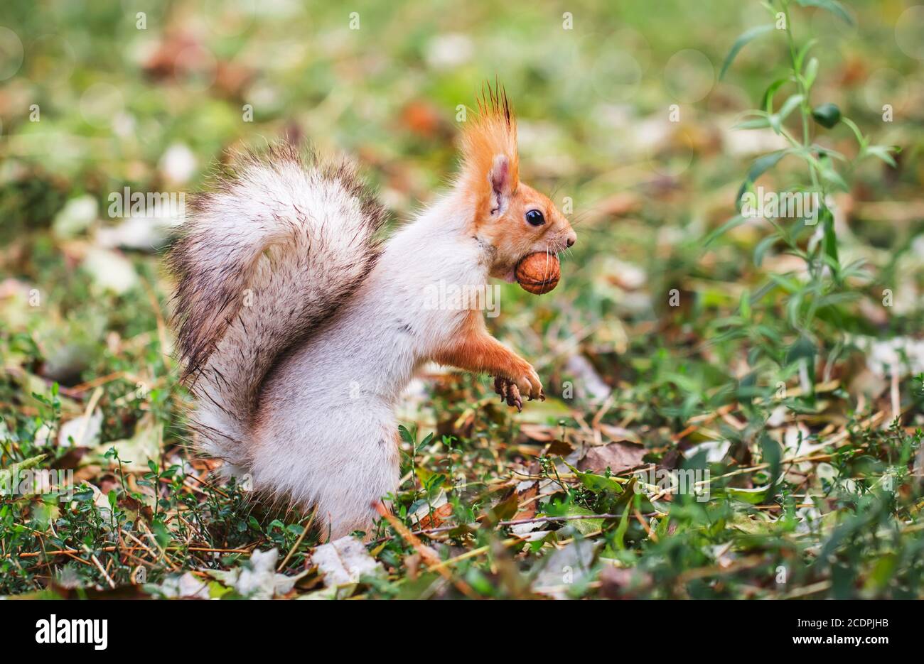 Sciurus vulgaris hides nuts hires stock photography and images Alamy