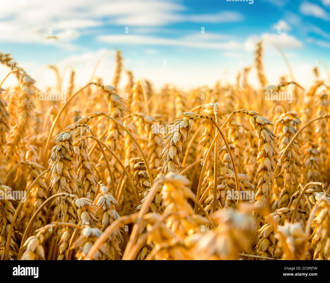 Field of Golden wheat under the blue sky and clouds Stock Photo - Alamy