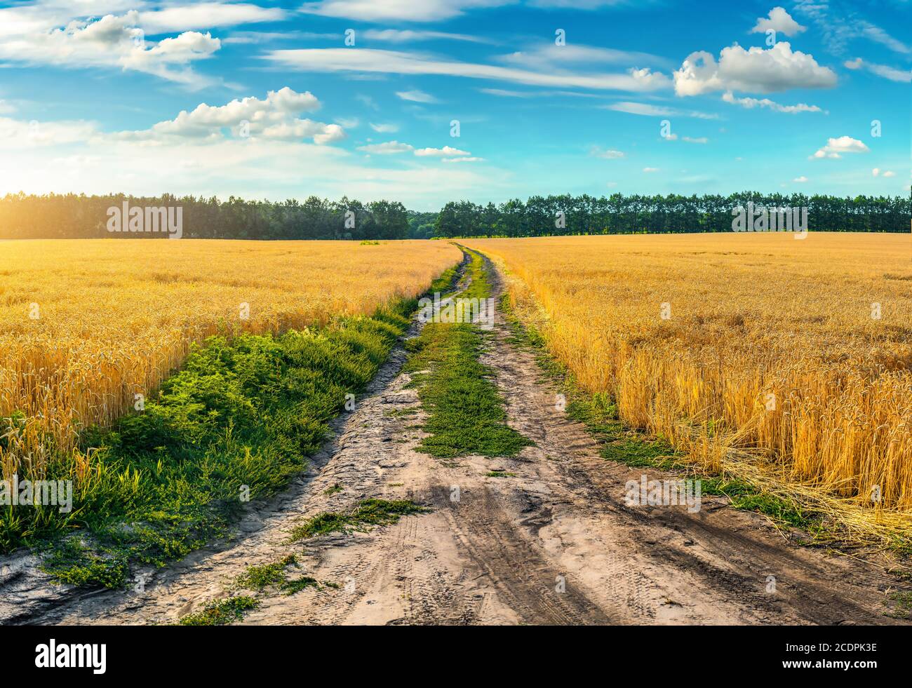 Empty countryside road through fields with wheat Stock Photo