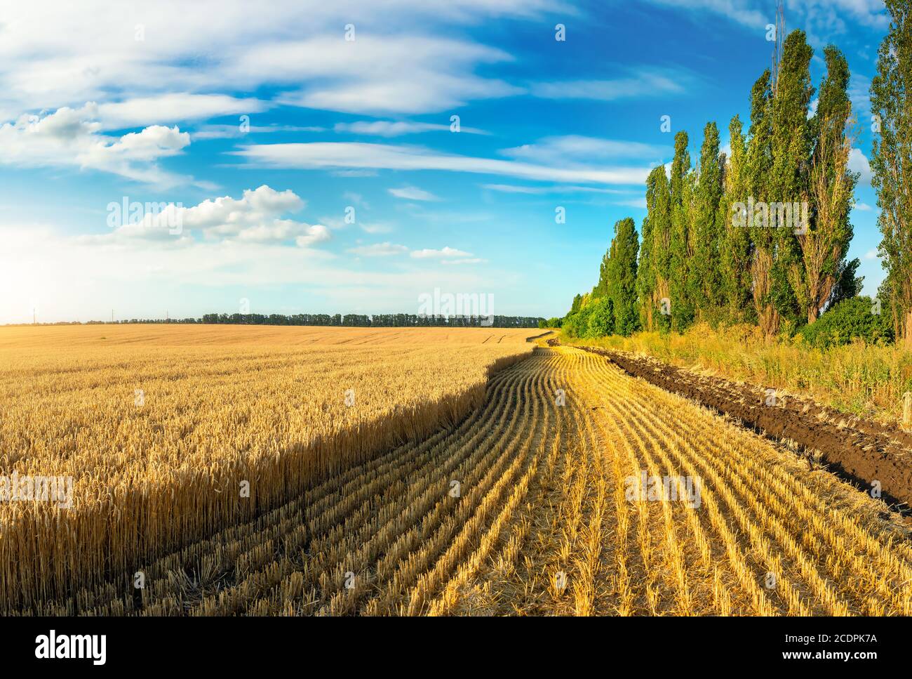 Field of Golden wheat under the blue sky and clouds Stock Photo - Alamy