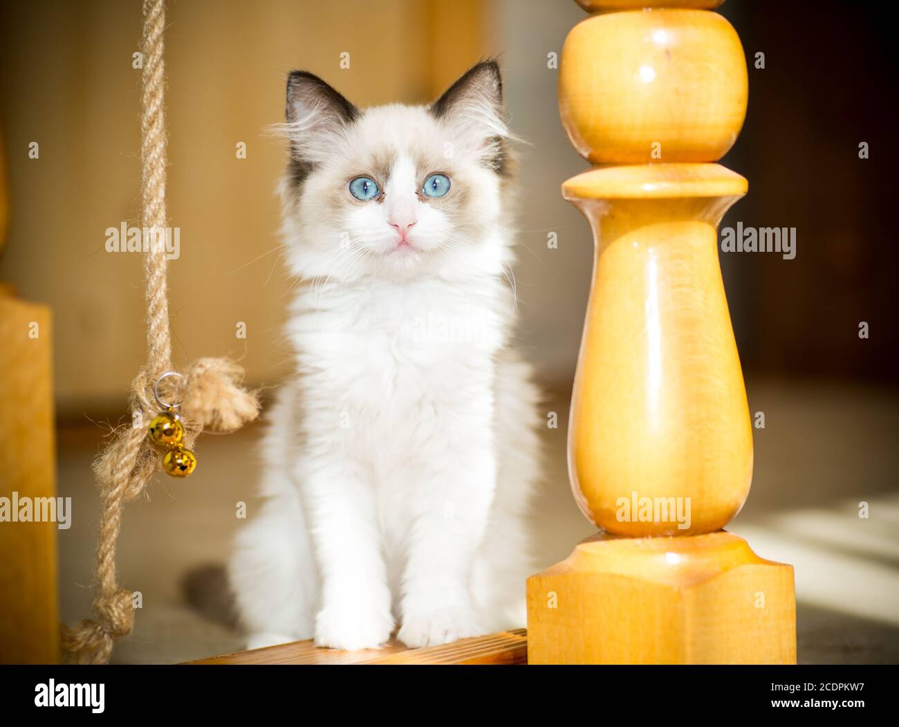 two month old Ragdoll kitten at home Stock Photo - Alamy