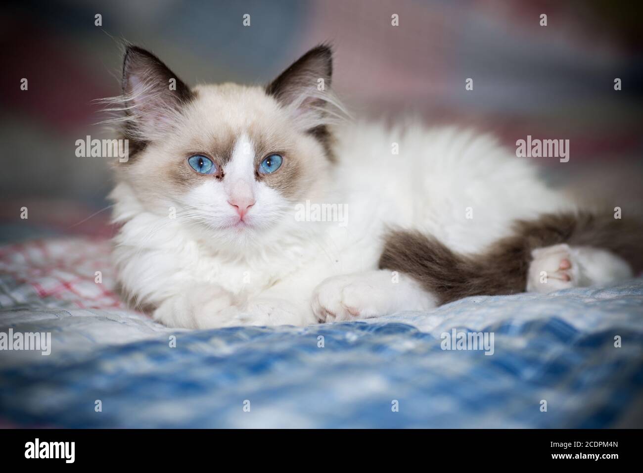 two month old Ragdoll kitten at home Stock Photo - Alamy