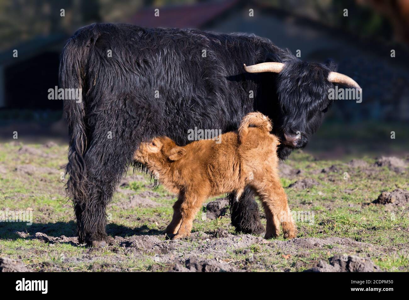 Black Scottish highlander mother cow with drinking newborn calf Stock Photo