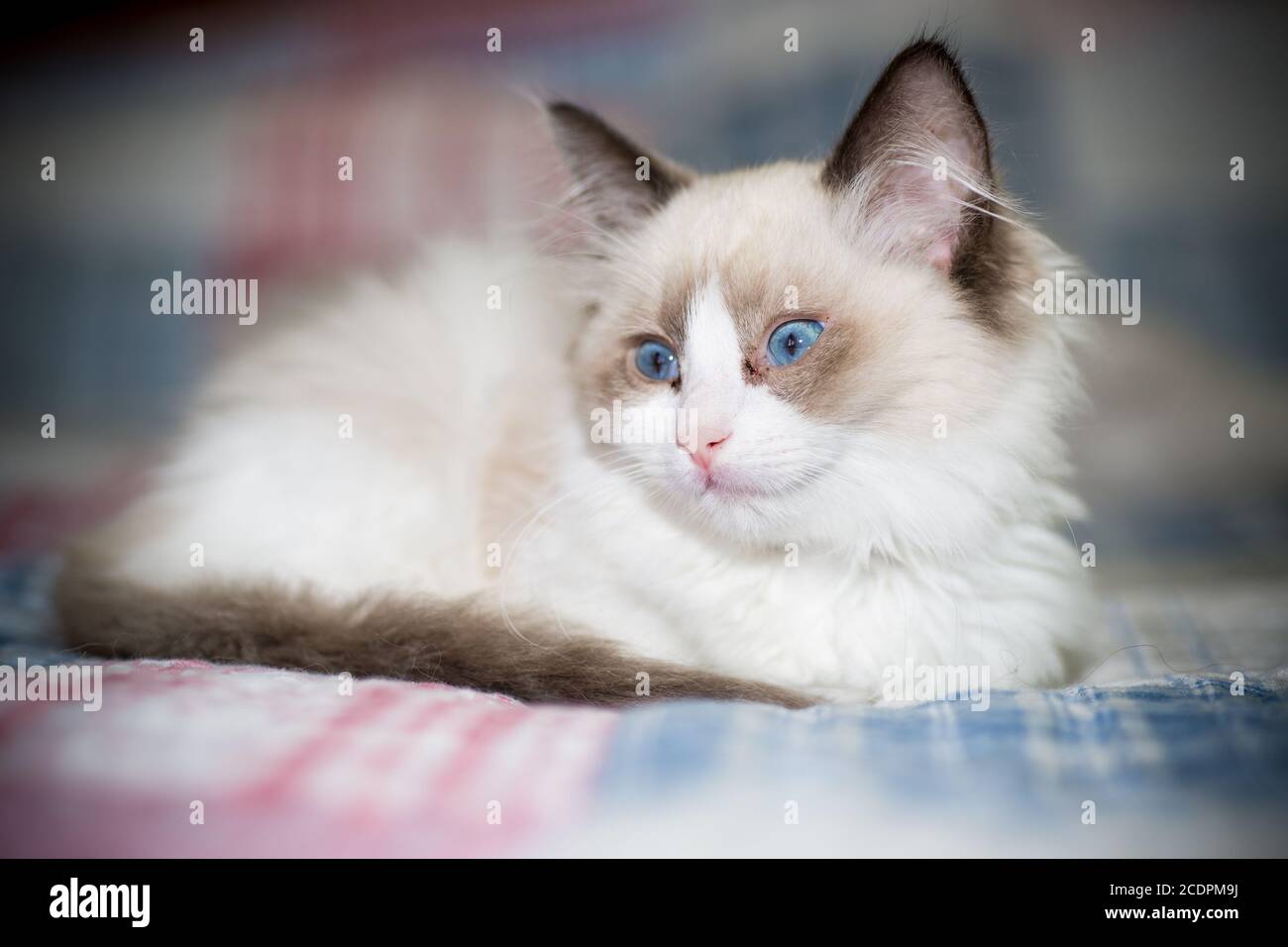two month old Ragdoll kitten at home Stock Photo - Alamy