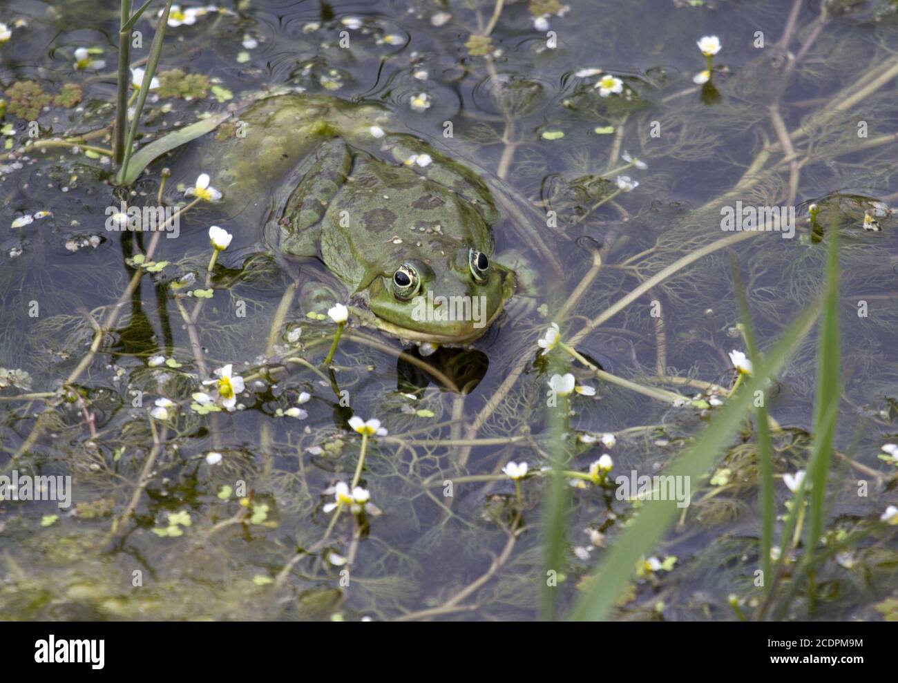 Water frog, Donau delta, Sfântu Romania Stock Photo Alamy