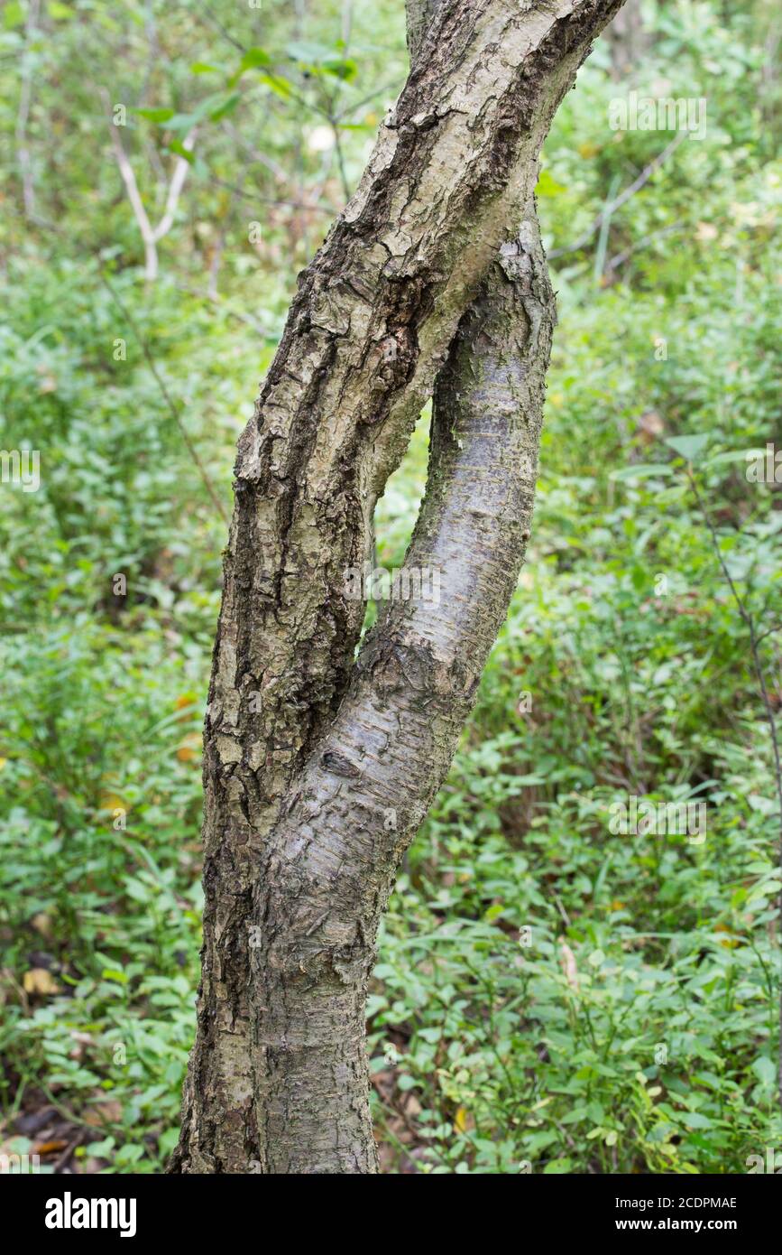Two trees growing together hires stock photography and images Alamy