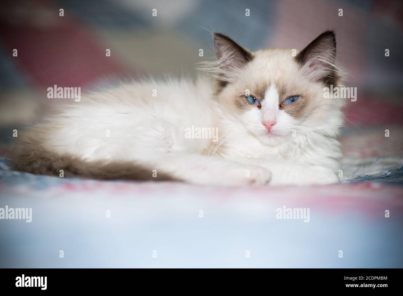 two month old Ragdoll kitten at home Stock Photo - Alamy
